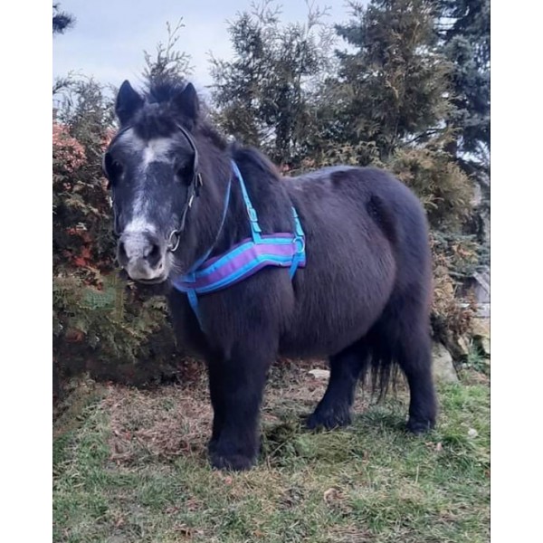 Postroj na Skijoring BETA s výšivkou zdarma